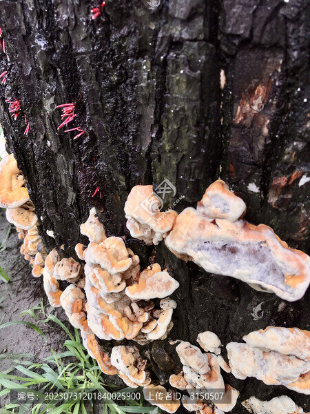 樹木上的蘑菇