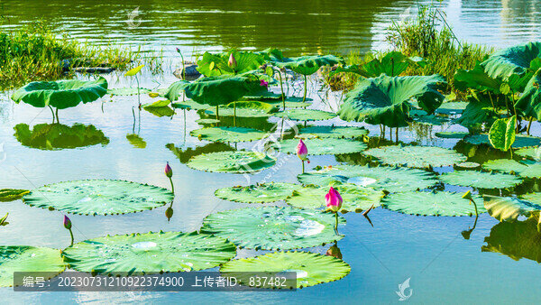 蓮開并蒂