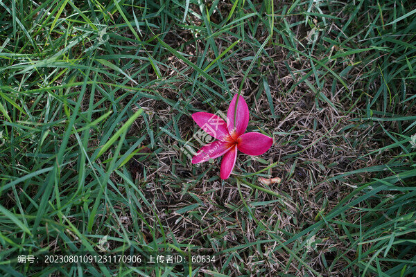 雞蛋花