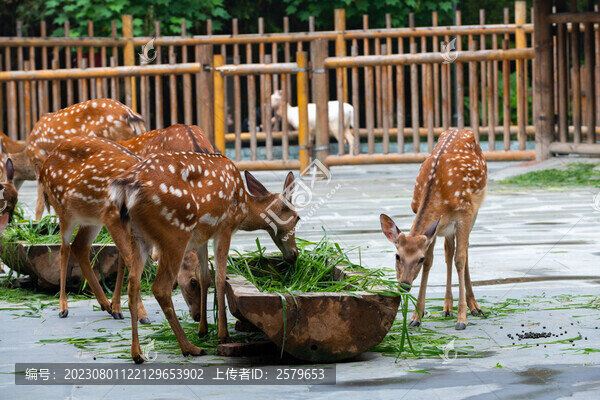 動物園梅花鹿
