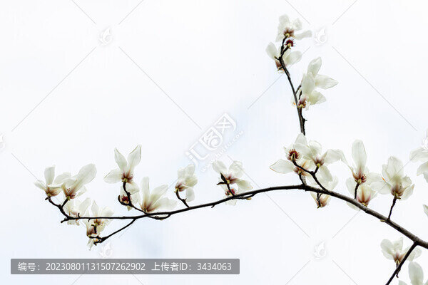 白玉蘭