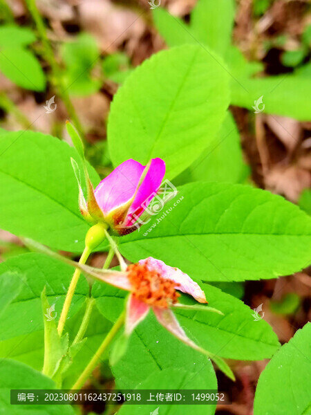 野玫瑰花