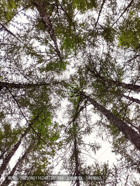 初夏的山林