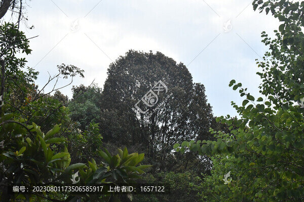 綠樹