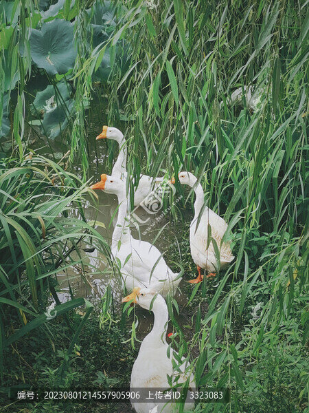 鵝鵝鵝