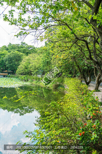 端州區(qū)星湖美景宮粉羊蹄甲