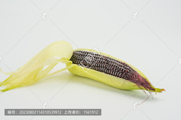 紫玉米