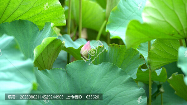 蓮花