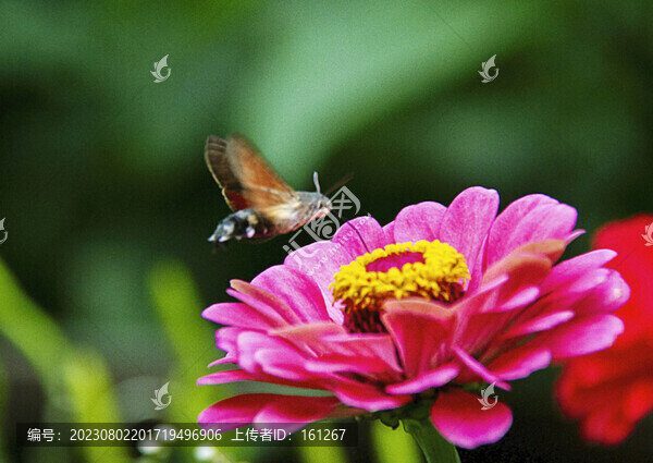 蜂鳥鷹蛾