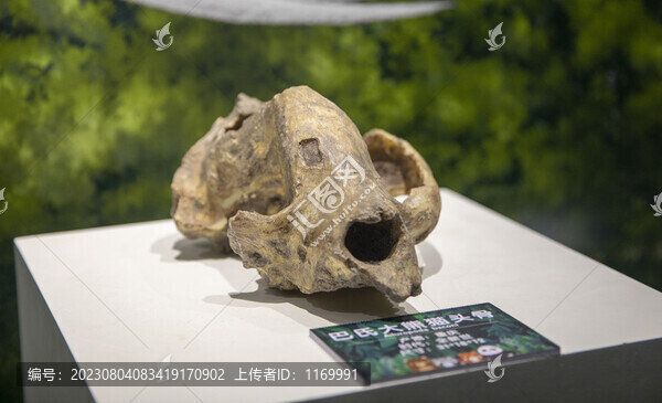 巴氏大熊貓頭骨