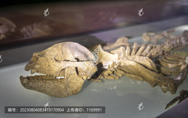 大熊貓骨骼標(biāo)本