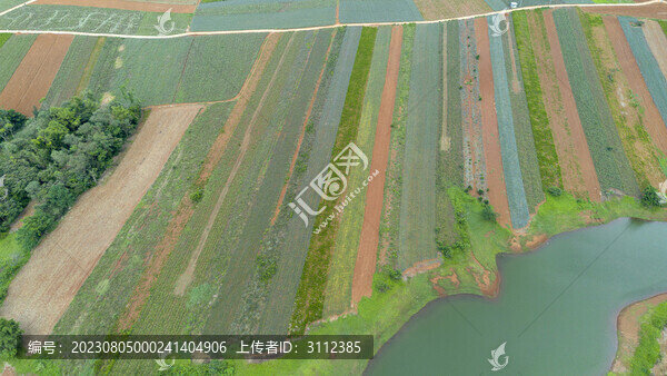 廣東省湛江市徐聞縣菠蘿的海