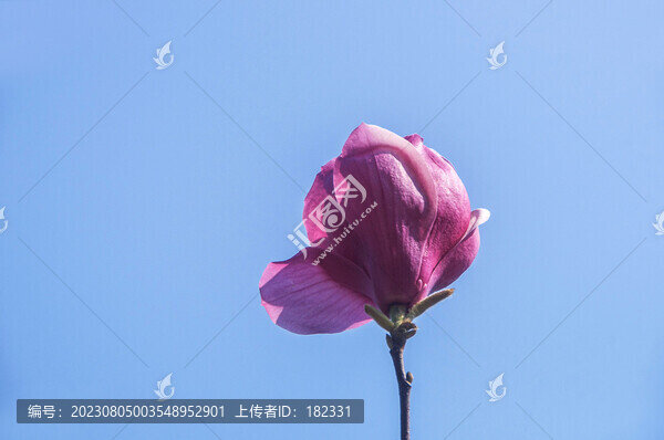 二喬玉蘭花朵特寫(xiě)