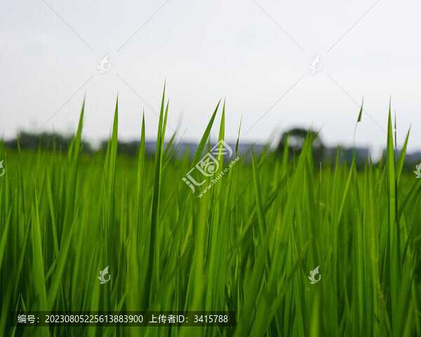 水稻