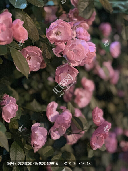 薔薇花墻