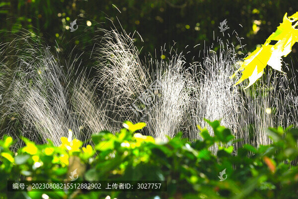 綠植背景