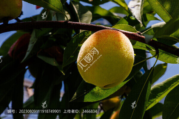 夏天路邊綠化用桃樹結(jié)果了