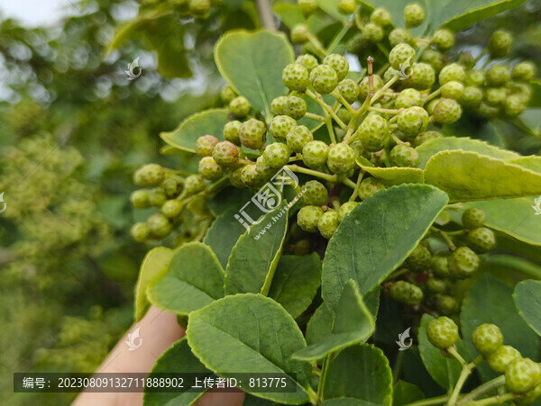 麻椒拍攝