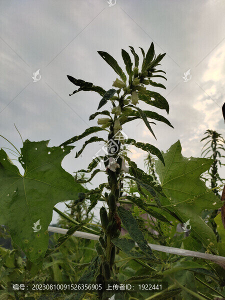芝麻開花