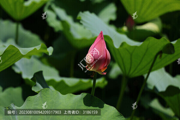 荷花