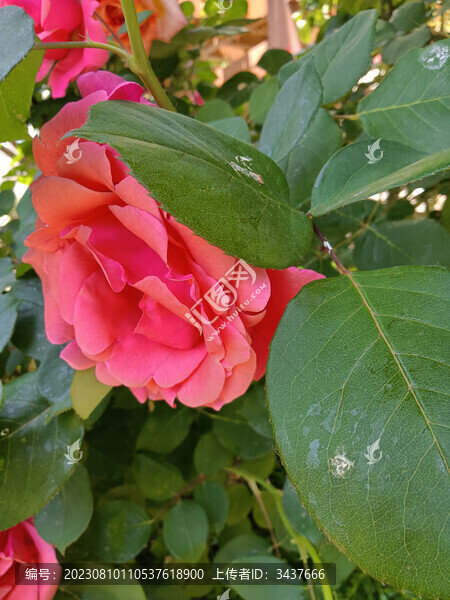 玫瑰花正紅