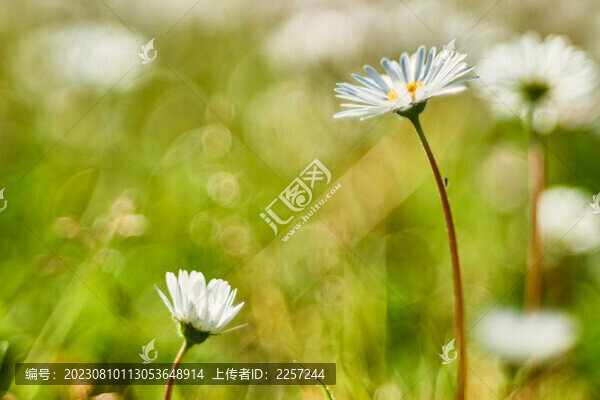雛菊