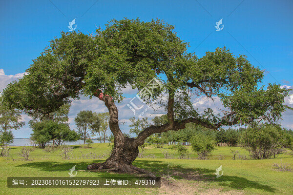 草地榆樹