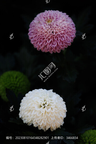 菊花品種乒乓菊