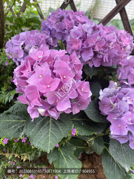 粉紫繡球花