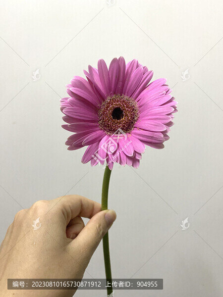 太陽(yáng)花紫靈