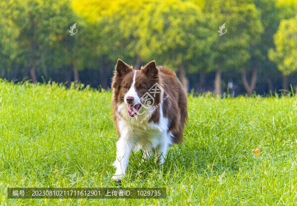 邊境牧羊犬