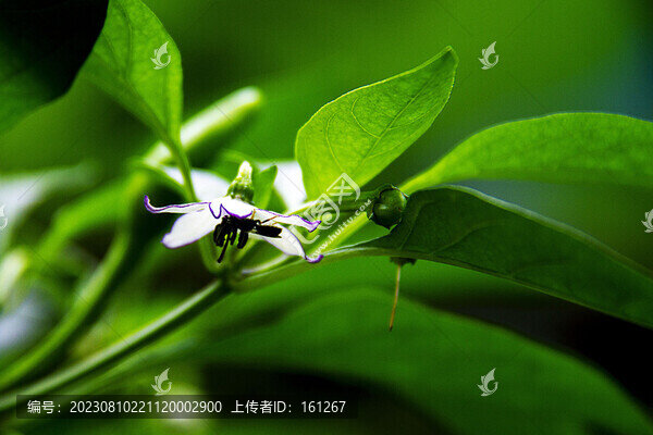 秋季辣椒花正旺