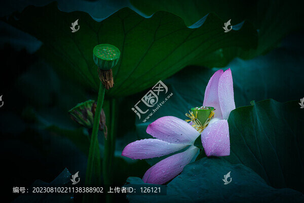 夏雨荷