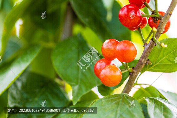 鶯桃