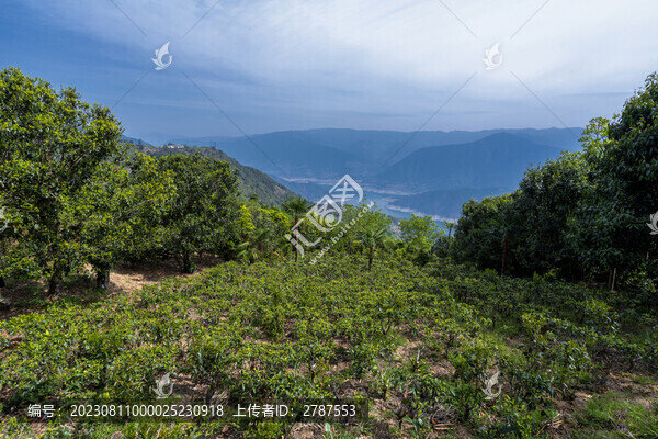 鳳慶滇紅茶山