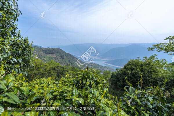 鳳慶滇紅茶山