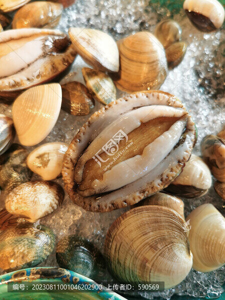 鮑魚