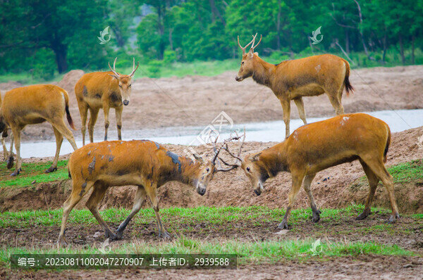 麋鹿泥地互斗