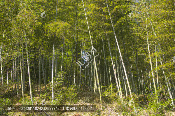 毛竹林
