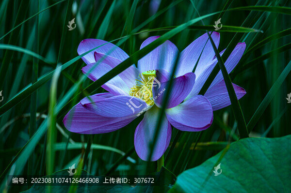 荷花