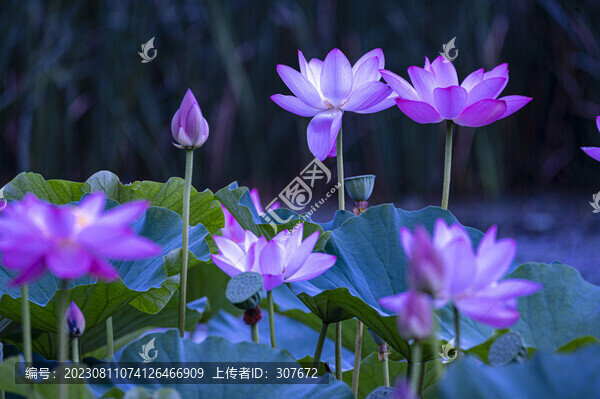 荷花