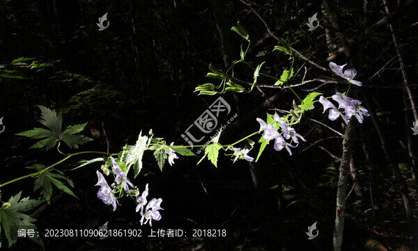 野生花卉