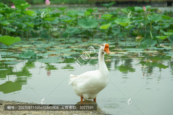 鵝