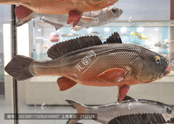 大黃魚標本
