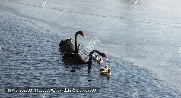 黑天鵝寶寶