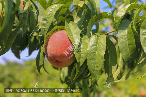 樹上桃子