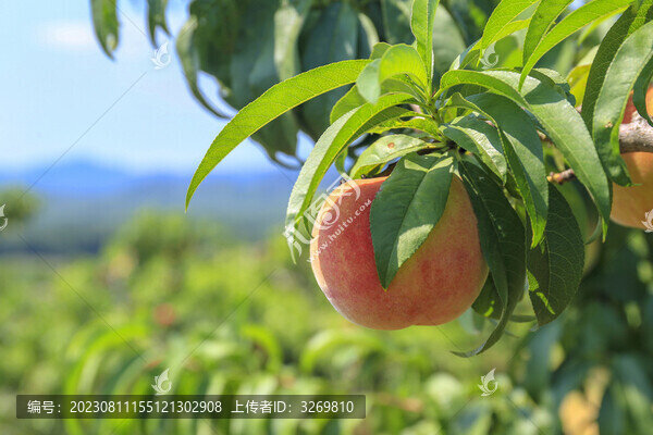 樹(shù)上桃子藍(lán)天桃山水蜜桃