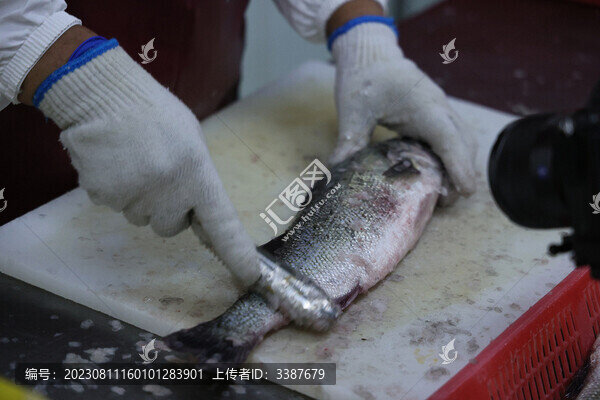 活魚鱸魚加工海鮮水產(chǎn)漁業(yè)捕撈