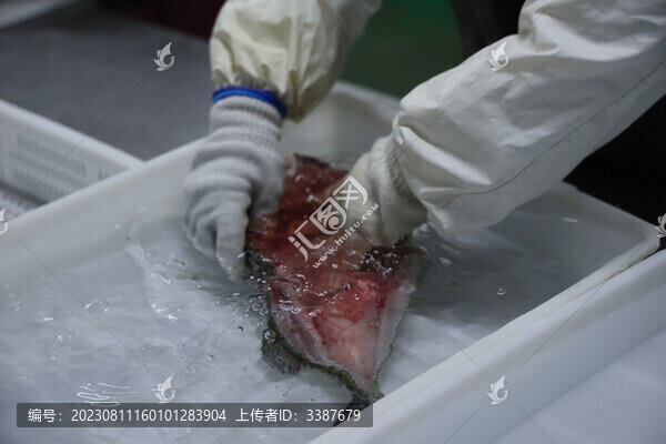 活魚鱸魚加工海鮮水產(chǎn)漁業(yè)捕撈