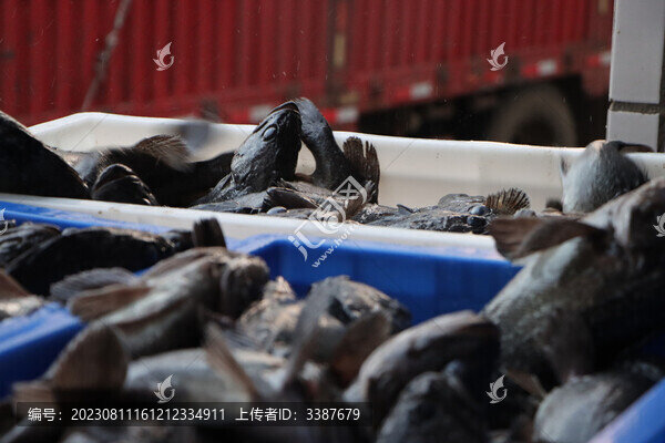 活魚(yú)黑魚(yú)加工海鮮水產(chǎn)漁業(yè)捕撈